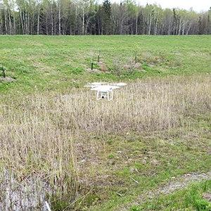 Common reed inventory - Highway 73